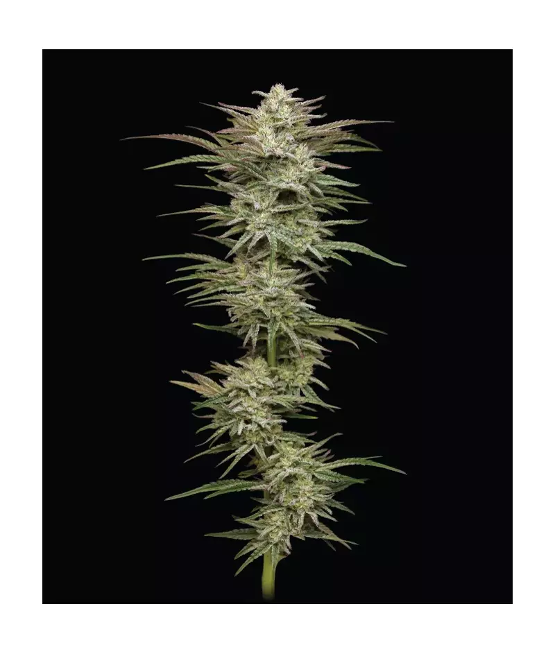 Jelly Donutz Auto, Фасовка: 3, изображение 2